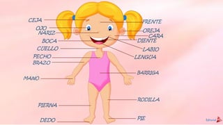 PIERNA
LABIO
LENGUAPECHO
CUELLO
CEJA FRENTE
OJO
NARIZ OREJA
CARA
BOCA DIENTE
PIEDEDO
BARRIGA
BRAZO
MANO
RODILLA
 