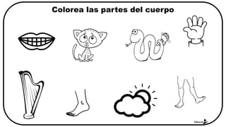 Colorea las partes del cuerpo
 