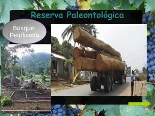 Bosque
Petrificado
Reserva PaleontológicaReserva Paleontológica