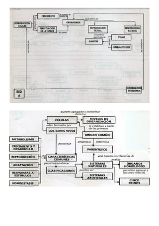 Ejemplos de mapas conceptuales