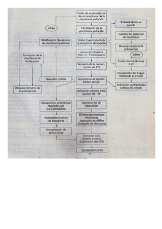 Ejemplos de mapas conceptuales