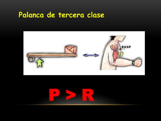Palanca de tercera clase
P > R
 