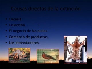 Causas directas de la extinción
• Cacería.
• Colección.
• El negocio de las pieles.
• Comercio de productos.
• Los depredadores.
 