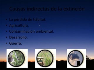 Causas indirectas de la extinción
• La pérdida de hábitat.
• Agricultura.
• Contaminación ambiental.
• Desarrollo.
• Guerra.
 
