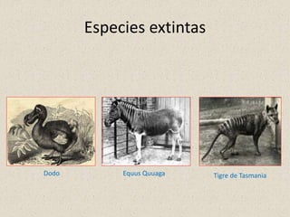 Especies extintas
Dodo Equus Quuaga Tigre de Tasmania
 