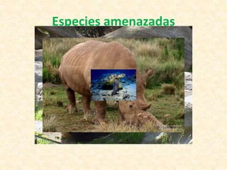 Especies amenazadas
 