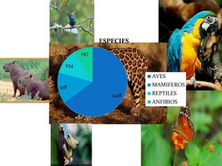 1418
318
254
197
ESPECIES
AVES
MAMIFEROS
REPTILES
ANFIBIOS
 