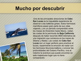 Mucho por descubrir
       Una de las principales atracciones de Cabo
      San Lucas es la inigualable experiencia de
      observar a las ballenas grises. Estos hermosos
      mamíferos pasan gran parte de sus vidas
      viajando, y en un período comprendido entre
      los meses de Diciembre hasta Marzo, visitan
      las costas de la península de Baja California,
      después de haber recorrido 9600 kilómetros de
      una migración que comienza en los mares de
      Siberia y Alaska. Las costas de Cabo San
      Lucas son un lugar perfecto para practicar el
      buceo, experimente la emoción de nadar con
      los hermosos tiburones-ballena y conocer las
      profundidades del Océano Pacífico, viva al
      máximo la aventura que puede encontrar en
      este majestuoso lugar que no tiene
      comparación.
 