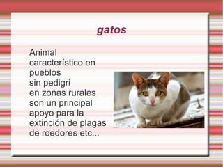 gatos
Animal
característico en
pueblos
sin pedigri
en zonas rurales
son un principal
apoyo para la
extinción de plagas
de roedores etc...
 