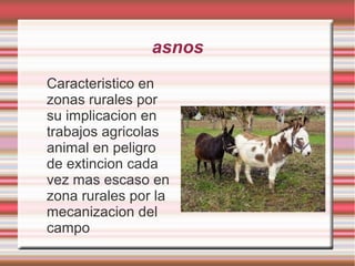 asnos
Caracteristico en
zonas rurales por
su implicacion en
trabajos agricolas
animal en peligro
de extincion cada
vez mas escaso en
zona rurales por la
mecanizacion del
campo
 