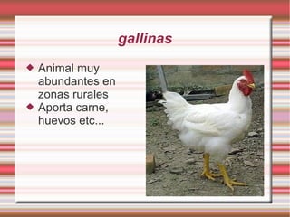gallinas
   Animal muy
    abundantes en
    zonas rurales
   Aporta carne,
    huevos etc...
 