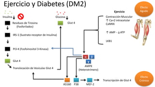 Ejercicio y Diabetes (DM2)
Insulina
Residuos de Tirosina
(Fosforilados)
IRS-1 (Sustrato receptor de Insulina)
PI3-K (Fosfoinositol 3-Kinasa)
Glut 4
Translocación de Vesículas Glut 4
Glucosa
γ
AMPK
(Heterotrímero)
α β
Contracción Muscular
↑ Ca+2 intracelular
CaMKK
↑ AMP - ↓ATP
Ejercicio
LKB1
AS160 P38 MEF-2
Transcripción de Glut 4
Efecto
Agudo
Efecto
Crónico
Glut 4
 