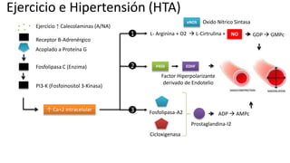 Ejercicio e Hipertensión (HTA)
Ejercicio ↑ Calecolaminas (A/NA)
Receptor B-Adrenérgico
PI3-K (Fosfoinositol 3-Kinasa)
Acoplado a Proteína G
Fosfolipasa C (Enzima)
↑ Ca+2 intracelular
eNOS
L- Arginina + O2  L-Cirtrulina + NO
Oxido Nítrico Sintasa
GDP  GMPc
P450 EDHF
Factor Hiperpolarizante
derivado de Endotelio
1
2
3 Fosfolipasa-A2
Cicloxigenasa
Prostaglandina-I2
ADP  AMPc
 
