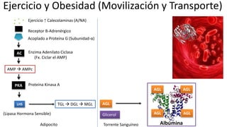 Ejercicio ↑ Calecolaminas (A/NA)
Receptor B-Adrenérgico
AMP  AMPc
LHS
Acoplado a Proteína G (Subunidad-α)
AC Enzima Adenilato Ciclasa
(Fx. Ciclar el AMP)
Ejercicio y Obesidad (Movilización y Transporte)
(Lipasa Hormona Sensible)
PKA Proteína Kinasa A
TGL  DGL  MGL
Glicerol
AGL
AGLAGL
AGL AGL
AlbúminaAdipocito Torrente Sanguíneo
 