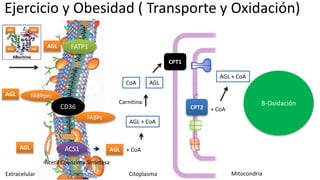 Ejercicio y Obesidad ( Transporte y Oxidación)
Carnitina
MitocondriaExtracelular
CD36
ACS1
FATP1
FABPpm
FABPc
AGL
AGL
AGL
AGL + CoA
CPT1
CPT2
B-Oxidación
AGL + CoA
AGL + CoA
Citoplasma
CoA AGL
+ CoA
Acetil Coenzima Sintetasa
 