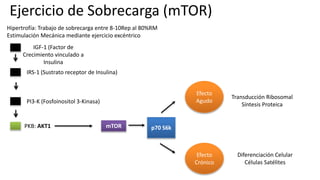 Hipertrofía: Trabajo de sobrecarga entre 8-10Rep al 80%RM
Estimulación Mecánica mediante ejercicio excéntrico
IGF-1 (Factor de
Crecimiento vinculado a
Insulina
IRS-1 (Sustrato receptor de Insulina)
PI3-K (Fosfoinositol 3-Kinasa)
PKB: AKT1
Efecto
Agudo
Efecto
Crónico
mTOR p70 S6k
Transducción Ribosomal
Síntesis Proteica
Diferenciación Celular
Células Satélites
Ejercicio de Sobrecarga (mTOR)
 