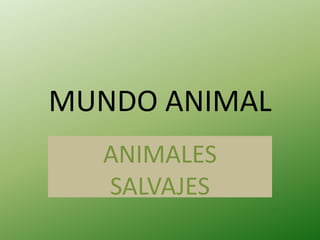 MUNDO ANIMAL
ANIMALES
SALVAJES
 