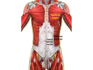 Pectoral
    mayor




      Oblicuo
Vaina externo
de los
rectos
 