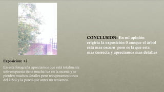 Exposición: +2
En esta fotografía apreciamos que está totalmente
sobreexpuesta tiene mucha luz en la escena y se
pierden muchos detalles pero recuperamos tonos
del árbol y la pared que antes no teníamos.
CONCLUSION: En mi opinión
erigiría la exposición 0 aunque el árbol
está mas oscuro pero es la que esta
mas correcta y apreciamos mas detalles
 