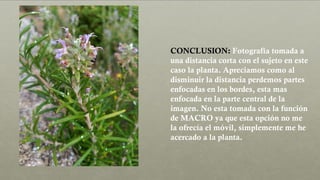 CONCLUSION: Fotografía tomada a
una distancia corta con el sujeto en este
caso la planta. Apreciamos como al
disminuir la distancia perdemos partes
enfocadas en los bordes, esta mas
enfocada en la parte central de la
imagen. No esta tomada con la función
de MACRO ya que esta opción no me
la ofrecía el móvil, simplemente me he
acercado a la planta.
 