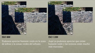 ISO 800 ISO 1200
Podemos apreciar bastante ruido en la zona
de sobras y la zonas verdes del arbusto.
Aquí ya podemos apreciar que existe
bastante ruido y las texturas están mucho
más marcadas.
 
