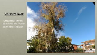 MODO PAISAJE
Apreciamos que en
este modo los colores
salen mas saturados
 
