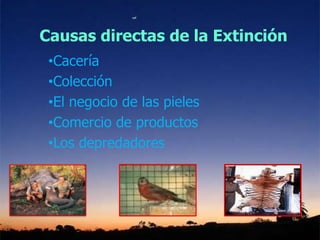 Causas directas de la Extinción
•Cacería
•Colección
•El negocio de las pieles
•Comercio de productos
•Los depredadores