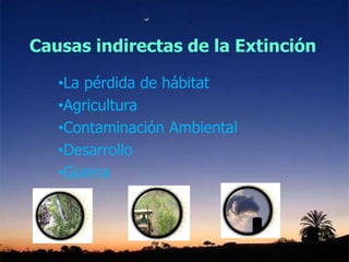 Causas indirectas de la Extinción
•La pérdida de hábitat
•Agricultura
•Contaminación Ambiental
•Desarrollo
•Guerra