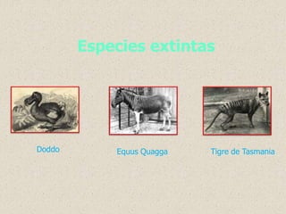 Especies extintas
Doddo Equus Quagga Tigre de Tasmania