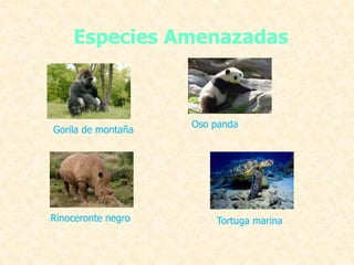 Especies Amenazadas
Gorila de montaña
Oso panda
Rinoceronte negro Tortuga marina