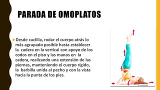 PARADA DE OMOPLATOS
Desde cuclilla, rodar el cuerpo atrás lo
más agrupado posible hasta establecer
la cadera en la vertical con apoyo de los
codos en el piso y las manos en la
cadera, realizando una extensión de las
piernas, manteniendo el cuerpo rígido,
la barbilla unida al pecho y con la vista
hacia la punta de los pies.
 