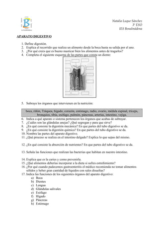 Natalia Luque Sánchez
                                                                                        3º ESO
                                                                               IES Benalmádena

APARATO DIGESTIVO

  1. Define digestión.
  2. Explica el recorrido que realiza un alimento desde la boca hasta su salida por el ano.
  3. ¿Por qué crees que es bueno masticar bien los alimentos antes de tragarlos?
  4. Completa el siguiente esquema de las partes que consta un diente:




  5. Subraya los órganos que intervienen en la nutrición:

     boca, riñón, Tráquea, hígado, corazón, estómago, radio, ovario, médula espinal, tríceps,
              bronquios, tibia, esófago, pulmón, páncreas, arterias, intestino, vejiga.
  6. Indica a qué aparato o sistema pertenecen los órganos que acabas de subrayar.
  7. ¿Cuáles son las glándulas anejas? ¿Qué segregan y para que sirve?
  8. ¿En qué consiste la digestión mecánica? En que partes del tubo digestivo se da.
  9. ¿En qué consiste la digestión química? En que partes del tubo digestivo se da.
  10. Nombra las partes del aparato digestivo.
  11. ¿Qué proceso se realiza en el intestino delgado? Explica lo que sepas del mismo.

  12. ¿En qué consiste la absorción de nutrientes? En que partes del tubo digestivo se da.

  13. Señala las funciones que realizan las bacterias que habitan en nuestro intestino.

  14. Explica que es la caries y como prevenirla.
  15. ¿Qué alimentos deberías incorporar a la dieta si sufres estreñimiento?
  16. ¿Por qué cuando padecemos gastroenteritis el médico recomienda no tomar alimentos
      sólidos y beber gran cantidad de líquidos con sales disueltas?
  17. Indica las funciones de los siguientes órganos del aparato digestivo:
          a) Boca
          b) Dientes
          c) Lengua
          d) Glándulas salivales
          e) Esófago
          f) Hígado
          g) Páncreas
          h) Estómago
 