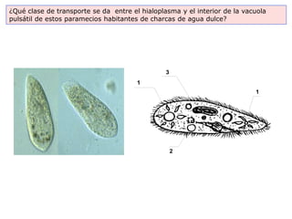 ¿Qué clase de transporte se da entre el hialoplasma y el interior de la vacuola
pulsátil de estos paramecios habitantes de charcas de agua dulce?




                                                3
                                       1
                                                                           1




                                                    2
 