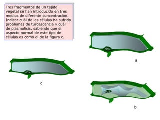 Tres fragmentos de un tejido
vegetal se han introducido en tres
medios de diferente concentración.
Indicar cuál de las células ha sufrido
problemas de turgescencia y cuál
de plasmolisis, sabiendo que el
aspecto normal de este tipo de
células es como el de la figura c.




                                         aa




                    c




                                         b
 