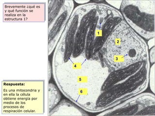 Brevemente ¿qué es
y qué función se
realiza en la
estructura 1?



                               1

                                   2



                                   3
                       4


                           5
Respuesta:
Es una mitocondria y       6
en ella la célula
obtiene energía por
medio de los
procesos de
respiración celular.
 