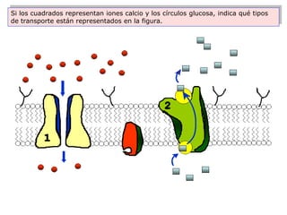 Si los cuadrados representan iones calcio y los círculos glucosa, indica qué tipos
de transporte están representados en la figura.
 