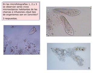 En las microfotografías 1, 2 y 3
se observan seres vivos
microscópicos habitantes de las
charcas e infusiones ¿Qué tipo
de organismos son en concreto?
3 respuestas.




                                       2




                                   1




                                       3
 