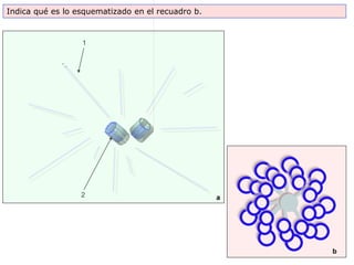 Indica qué es lo esquematizado en el recuadro b.


                  1




                  2                                a




                                                       b
 