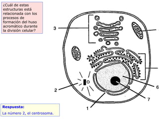 ¿Cuál de estas
estructuras está
relacionada con los
procesos de
formación del huso
acromático durante
la división celular?




Respuesta:
La número 2, el centrosoma.
 