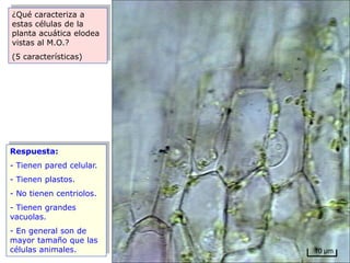 ¿Qué caracteriza a
estas células de la
planta acuática elodea
vistas al M.O.?
(5 características)




Respuesta:
- Tienen pared celular.
- Tienen plastos.
- No tienen centriolos.
- Tienen grandes
vacuolas.
- En general son de
mayor tamaño que las
células animales.         10 μm
 