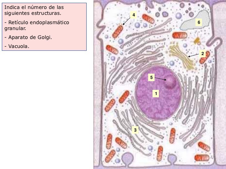 Indica el número de lassiguientes estructuras.     4- Retículo endoplasmático               6granular.- Aparato de Golgi.-...