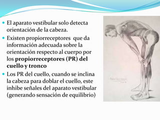  El aparato vestibular solo detecta
orientación de la cabeza.
 Existen propiorreceptores que da
información adecuada sobre la
orientación respecto al cuerpo por
los propiorreceptores (PR) del
cuello y tronco
 Los PR del cuello, cuando se inclina
la cabeza para doblar el cuello, este
inhibe señales del aparato vestibular
(generando sensación de equilibrio)
 