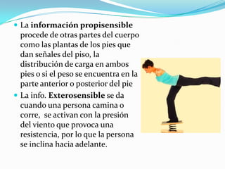  La información propisensible
procede de otras partes del cuerpo
como las plantas de los pies que
dan señales del piso, la
distribución de carga en ambos
pies o si el peso se encuentra en la
parte anterior o posterior del pie
 La info. Exterosensible se da
cuando una persona camina o
corre, se activan con la presión
del viento que provoca una
resistencia, por lo que la persona
se inclina hacia adelante.
 