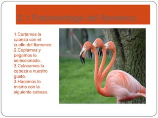 2.1 Fotomontage del flamenco.
1.Cortamos la
cabeza con el
cuello del flamenco.
2.Copiamos y
pegamos lo
seleccionado.
3.Colocamos la
cabeza a nuestro
gusto.
3.Hacemos lo
mismo con la
siguiente cabeza.
 