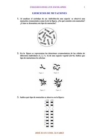 COLEGIO LOYOLA P.P. ESCOLAPIOS                                 1


                 EJERCICIOS DE MUTACIONES

1. Al analizar el cariotipo de un individuo de una especie se observó una
   mutación cromosómica como la de la figura. ¿En qué consiste esta mutación?
   ¿Cómo se denomina este tipo de mutación?




2. En la figura se representan las dotaciones cromosómicas de las células de
   diferentes individuos (1, 2, 3 y 4) de una especie vegetal (2n=6). Indica que
   tipo de mutaciones les afectan




3. Indica qué tipo de mutación se observa en la figura:




                     JOSÉ JUAN CANEL ÁLVAREZ
 