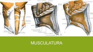 MUSCULATURA
 