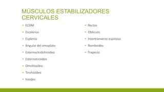 MÚSCULOS ESTABILIZADORES
CERVICALES
▪ ECOM
▪ Escalenos
▪ Esplenio
▪ Angular del omoplato
▪ Esternocleidohioideo
▪ Esternotiroideo
▪ Omohioideo
▪ Tirohioideo
▪ hioides
▪ Rectos
▪ Oblicuos
▪ Intertranverso espinoso
▪ Romboides
▪ Trapecio
 