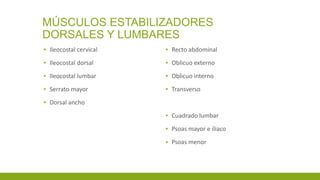 MÚSCULOS ESTABILIZADORES
DORSALES Y LUMBARES
▪ Ileocostal cervical
▪ Ileocostal dorsal
▪ Ileocostal lumbar
▪ Serrato mayor
▪ Dorsal ancho
▪ Recto abdominal
▪ Oblicuo externo
▪ Oblicuo interno
▪ Transverso
▪ Cuadrado lumbar
▪ Psoas mayor e iliaco
▪ Psoas menor
 