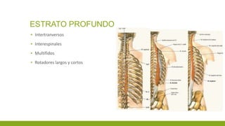 ESTRATO PROFUNDO
▪ Intertranversos
▪ Interespinales
▪ Multífidos
▪ Rotadores largos y cortos
 