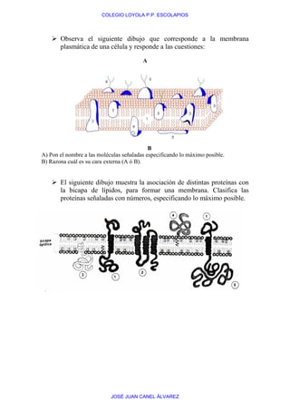 COLEGIO LOYOLA P.P. ESCOLAPIOS



       Observa el siguiente dibujo que corresponde a la membrana
       plasmática de una célula y responde a las cuestiones:

                                         A




                                            B
A) Pon el nombre a las moléculas señaladas especificando lo máximo posible.
B) Razona cuál es su cara externa (A ó B).


       El siguiente dibujo muestra la asociación de distintas proteínas con
       la bicapa de lípidos, para formar una membrana. Clasifica las
       proteínas señaladas con números, especificando lo máximo posible.




                            JOSÉ JUAN CANEL ÁLVAREZ
 